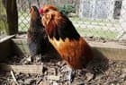 Boitsfort bantam