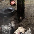 Chicken tail feathers?