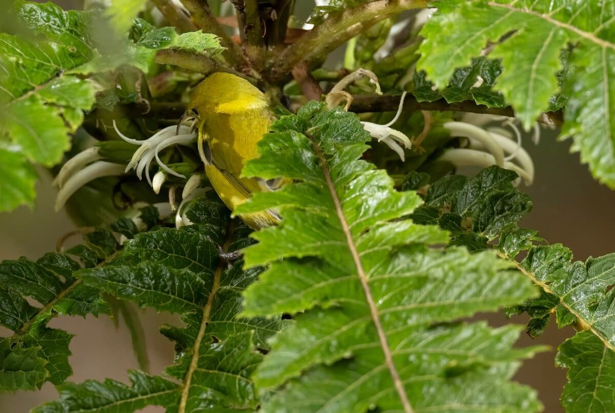 August research highlights: Nectar robbing, anxious attachment styles, persnickety plasma, more