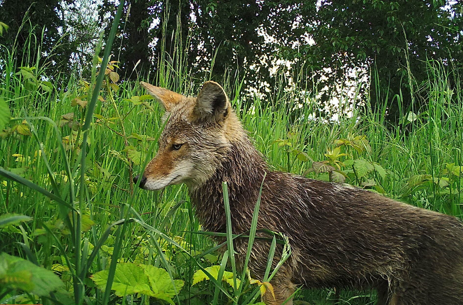 Coyote density is 9 times higher in Seattle than in Washington’s wild lands