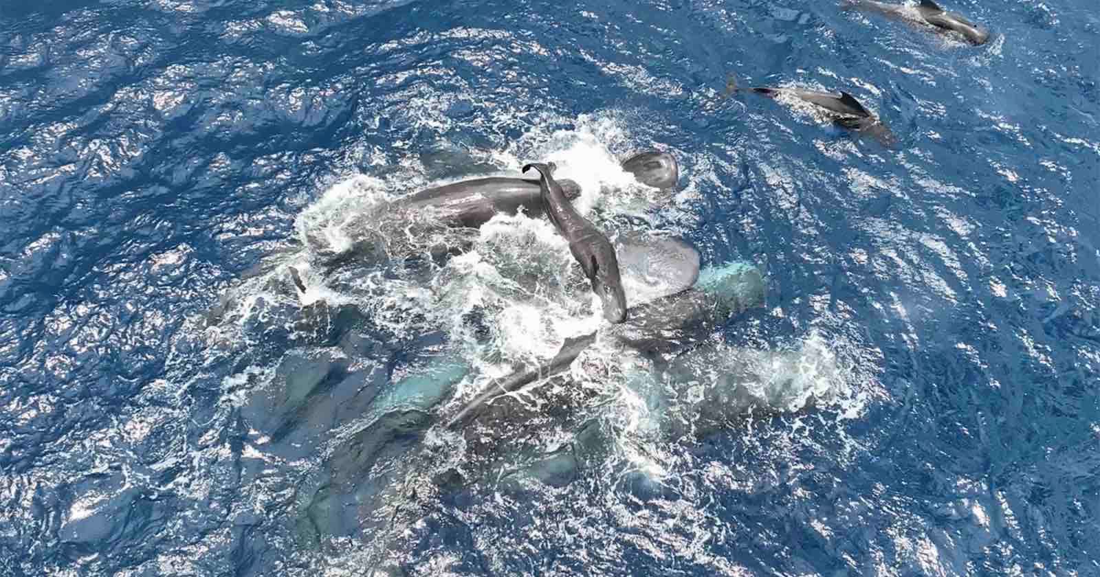 Scientists Capture First-Ever Detailed Footage of Sperm Whale Birth