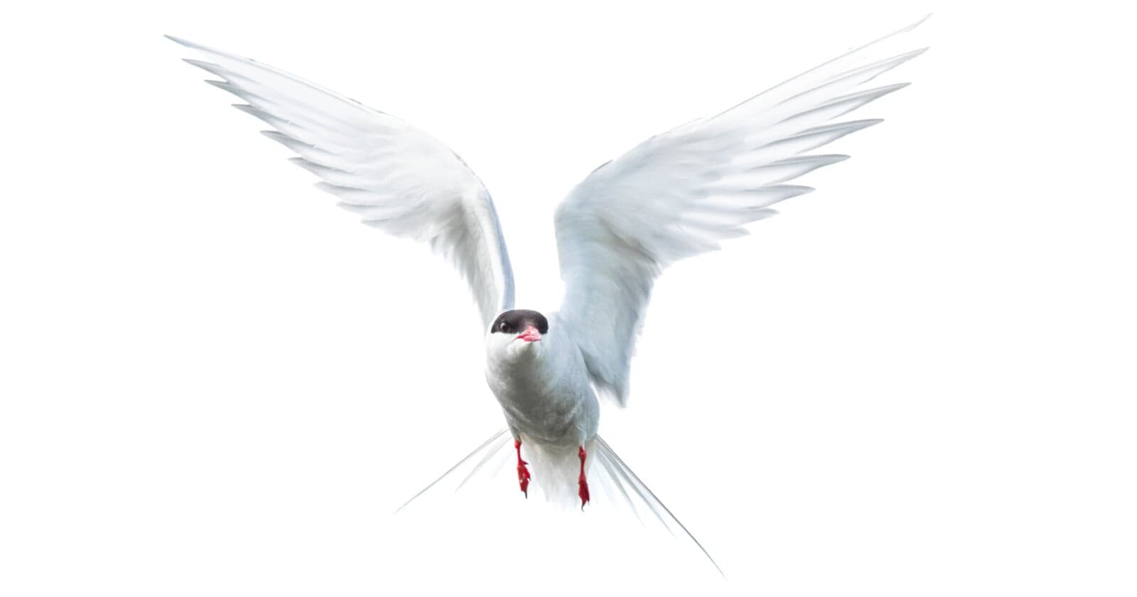 A Beginner’s Guide to Bird Photography: Strategies to Capture Better Bird Photos