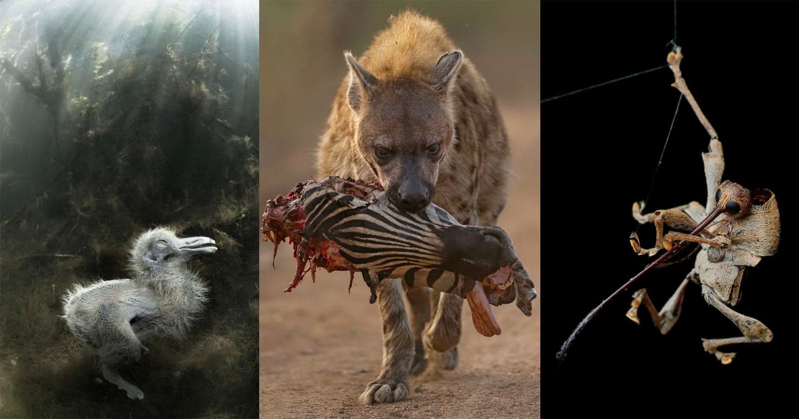 Powerful Photo Competition Focuses on Nature’s Death and Decay