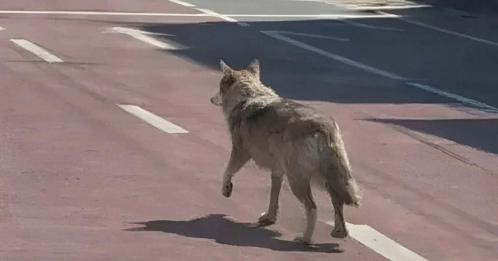 Man Arrested Over AI Image of Wolf That Escaped From Korean Zoo