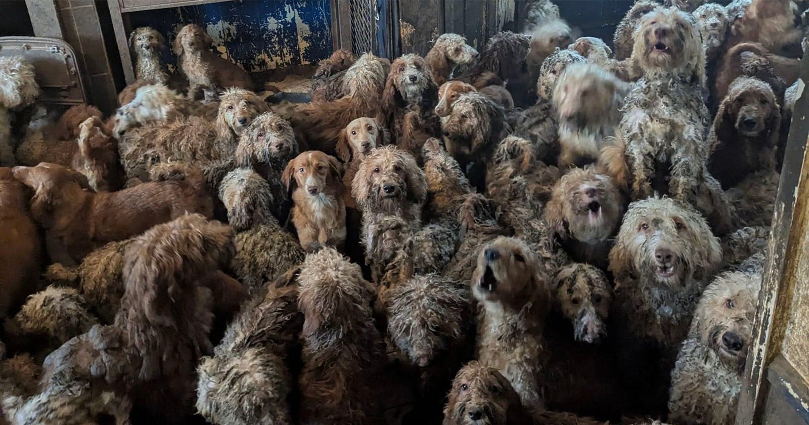 Animals Charity Forced to Deny Shocking Photo is AI