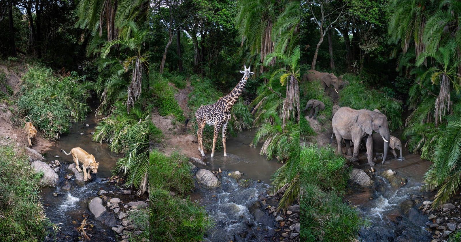 Photographer Leaves Camera Trap in Remote Maasai Mara and Discovers Hidden Wildlife Highway
