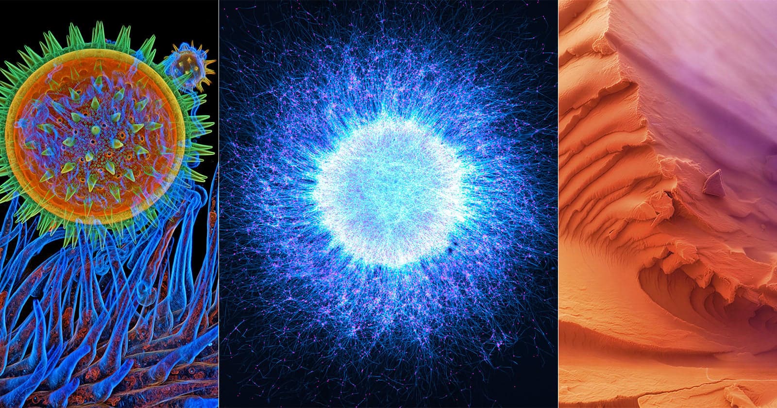 17 Award-Winning Microscope Photos Reveal the World’s Hidden Wonders