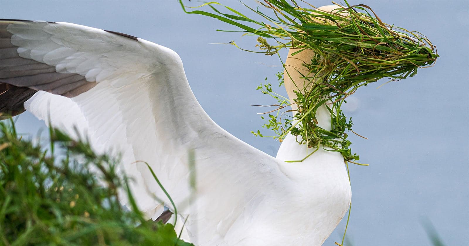 Photographer Turns a Bird’s Bad Day Into a Comedy Wildlife Awards Victory