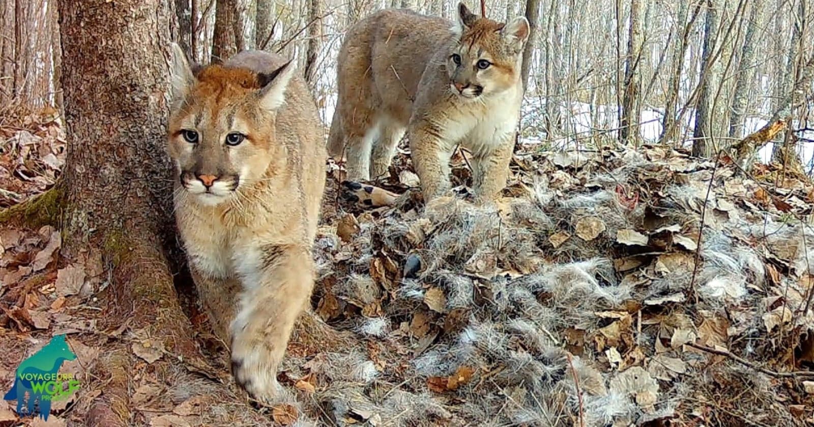 Trail Cameras Capture First Cougar Kittens in Minnesota in Over 100 Years