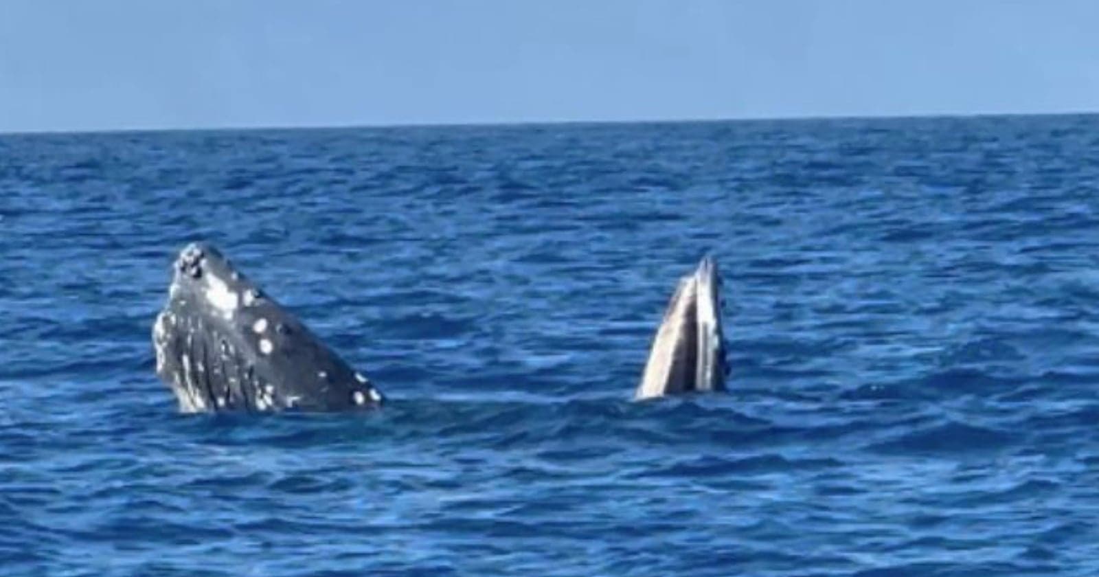 Scientists are Using Tourist Videos to Understand Whales’ Mysterious ‘Gaping Behavior’