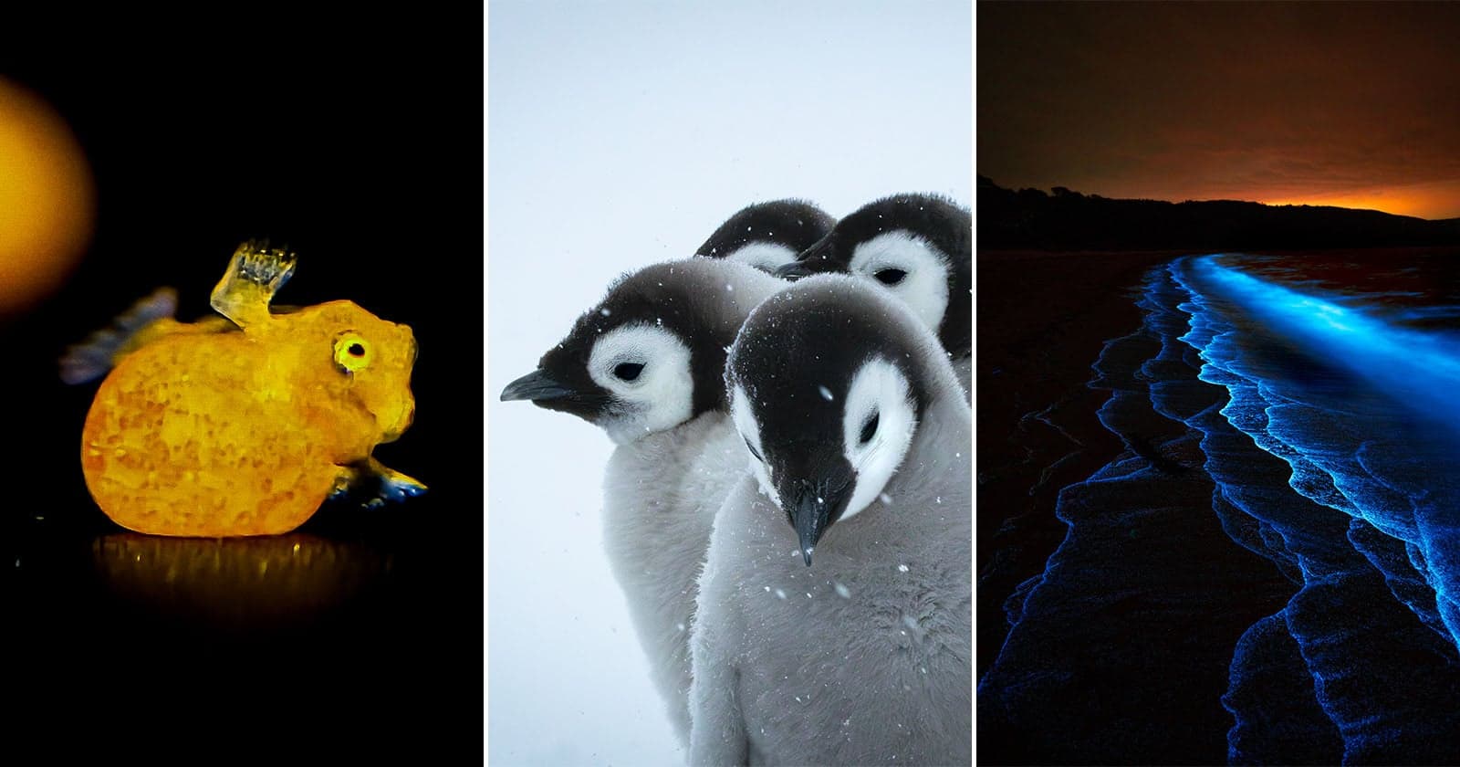 The 26 Finalists for the 2026 Beaker Street Science Photography Prize