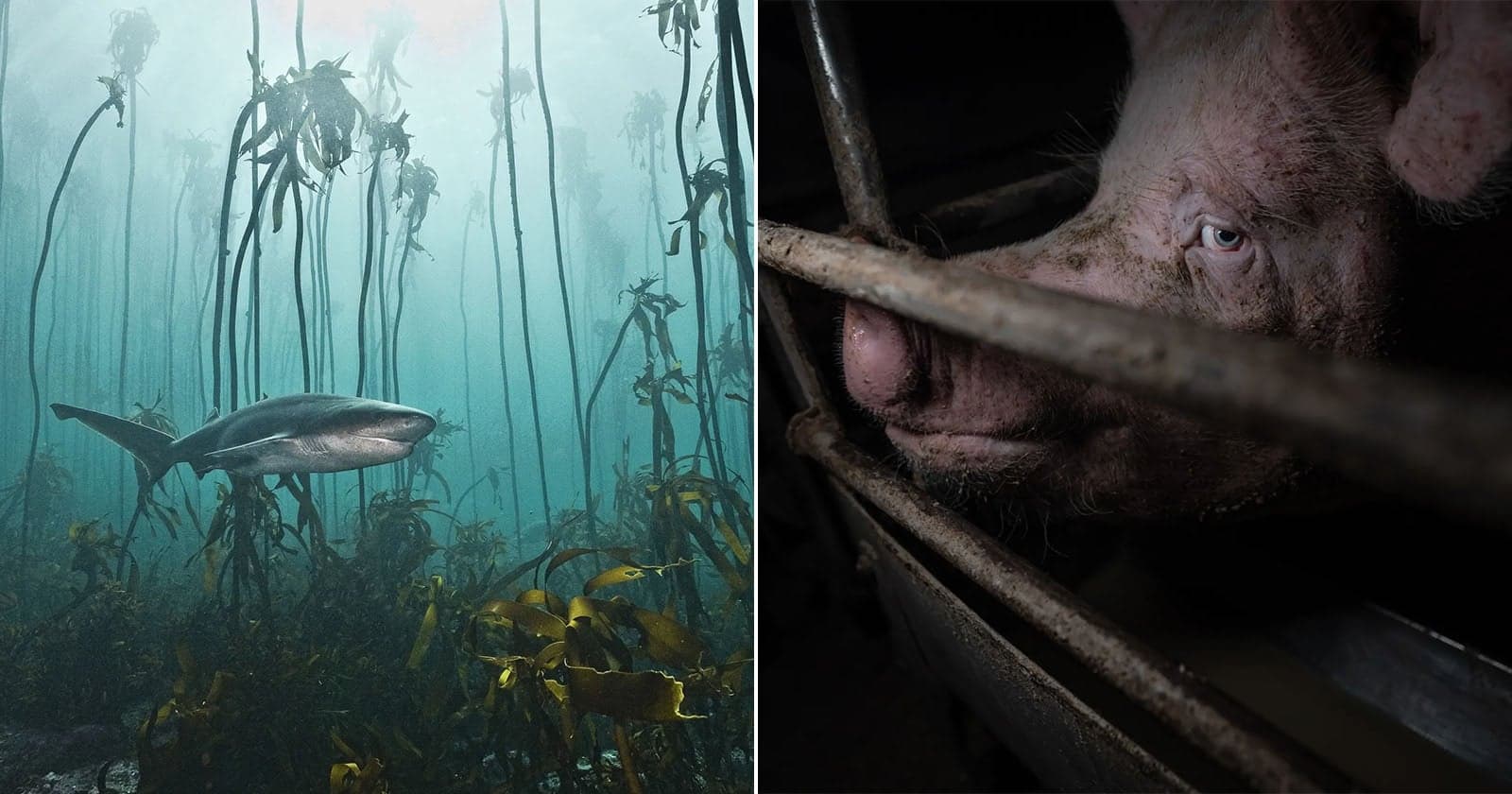 26 Award-Winning Photos Show the Good and Bad of How We Interact With Nature