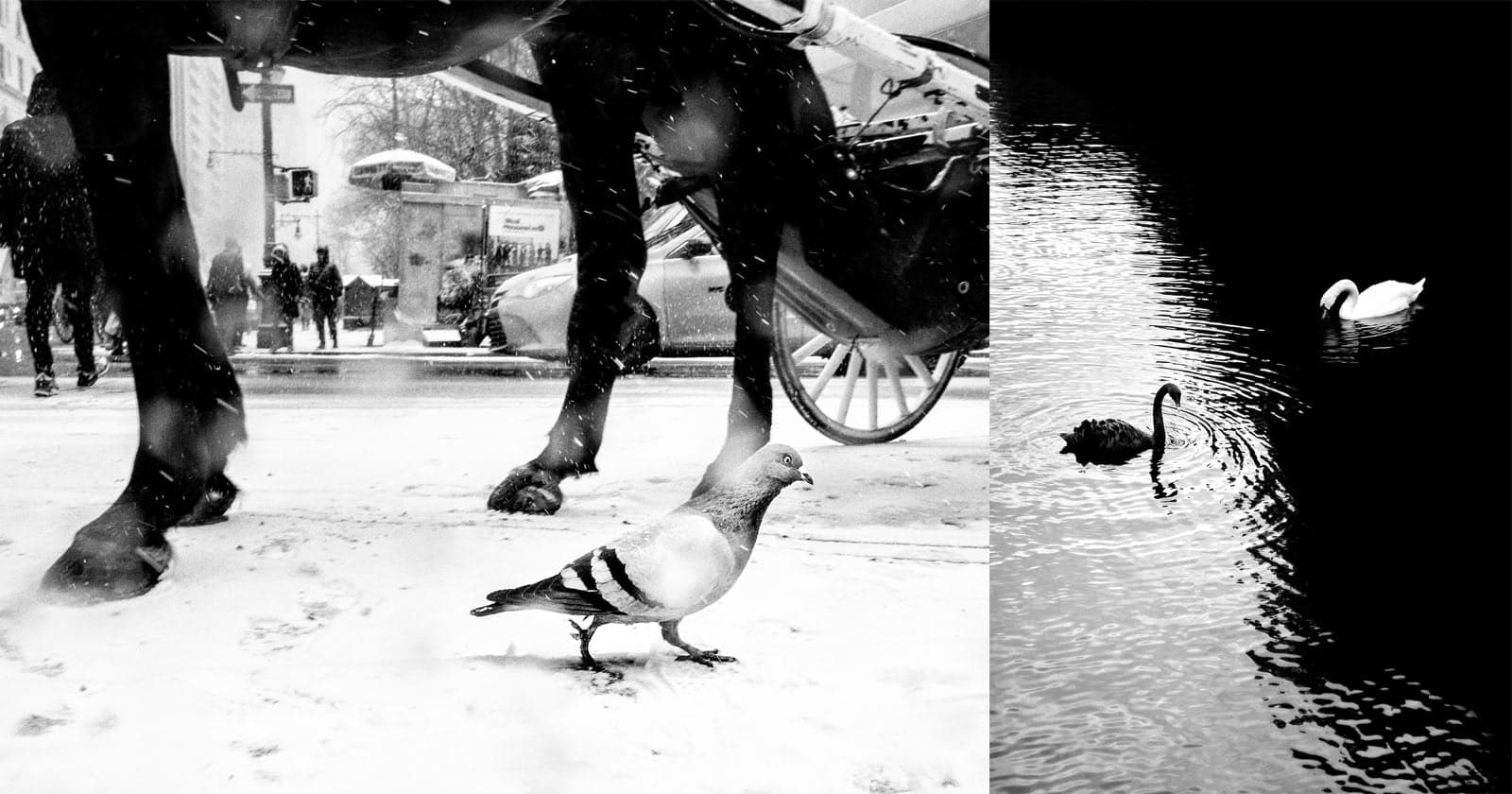 ‘Street Safari’ by Alan Schaller Finds Humanity in Animals