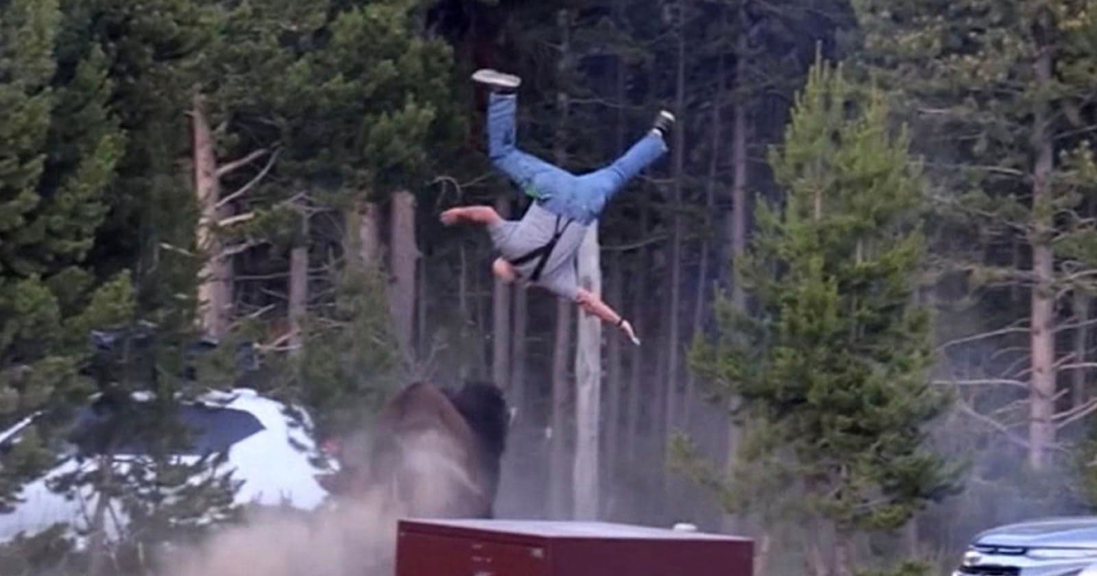 Bison Throws Grandpa 8 Feet Into the Air After He Stops for a Photo