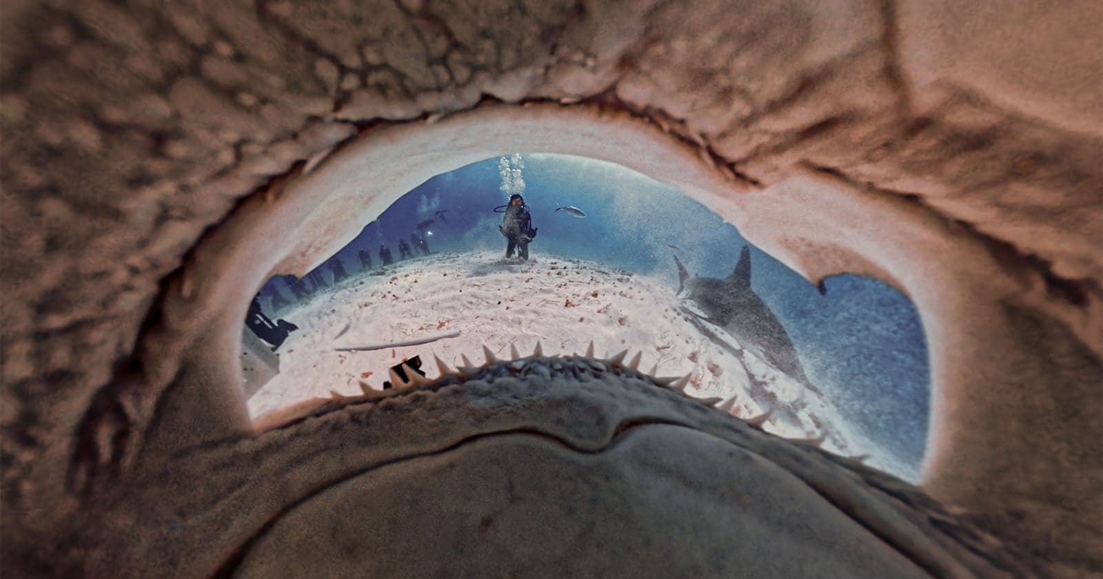 How Photographers Are Using Insta360 Cameras to Protect Sharks