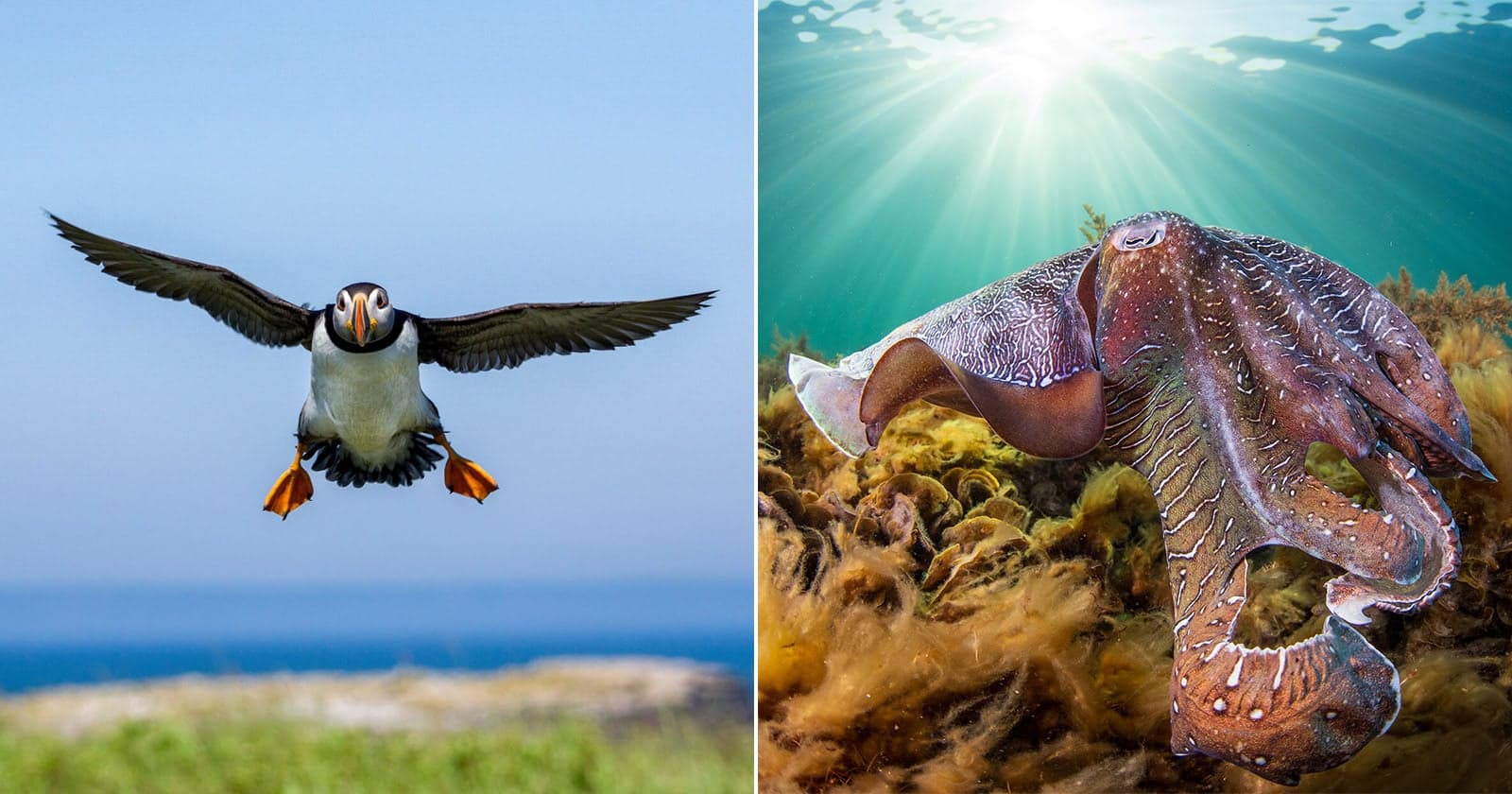 2026 Ocean Conservancy Photo Contest Winners Celebrate Incredible Marine Animals