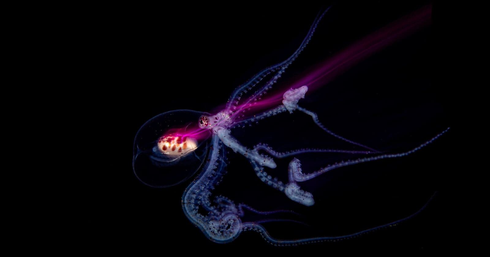 Meet the Incredible 14-Year-Old Underwater Photographer Who Won Hasselblad Masters