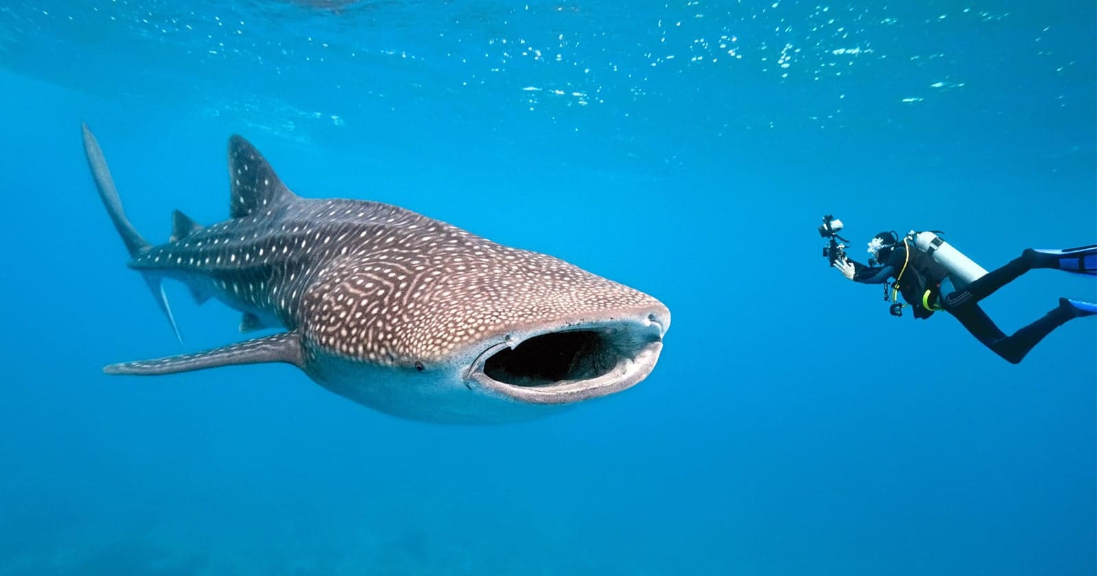 First-of-its-Kind Footage Shows the Ocean From a Whale Shark’s Perspective