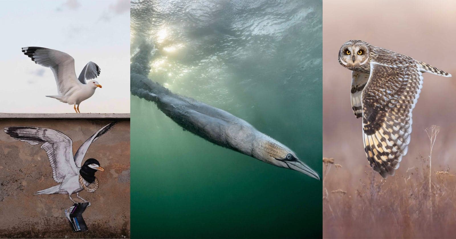 Vibrant Visions: Celebrating the Artistry of Bird Photography Winners