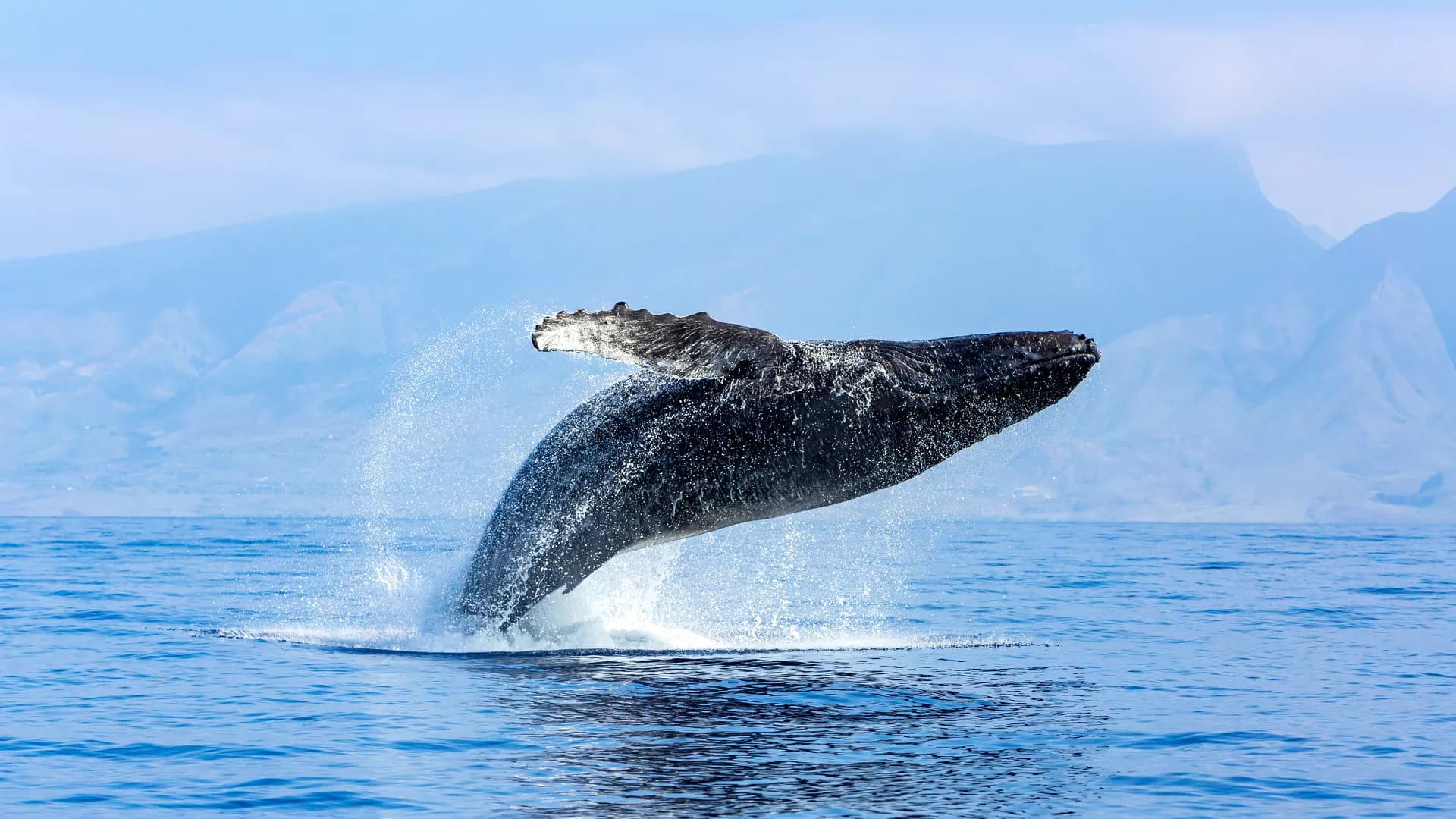 Distribution of marine snow and copepods vary between two Arctic fjords with contrasting ice cover and stratification regimes