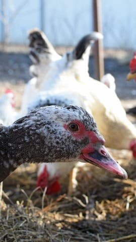 Can Ducks Eat Chicken Feed??? #chicken #freerangechickens #raisingchickens #ducks #egg