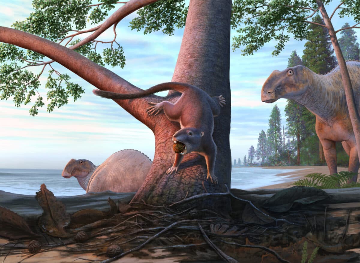 Researchers discover the fossil of a new hamster-sized mammal that lived alongside dinosaurs on the Pacific Coast