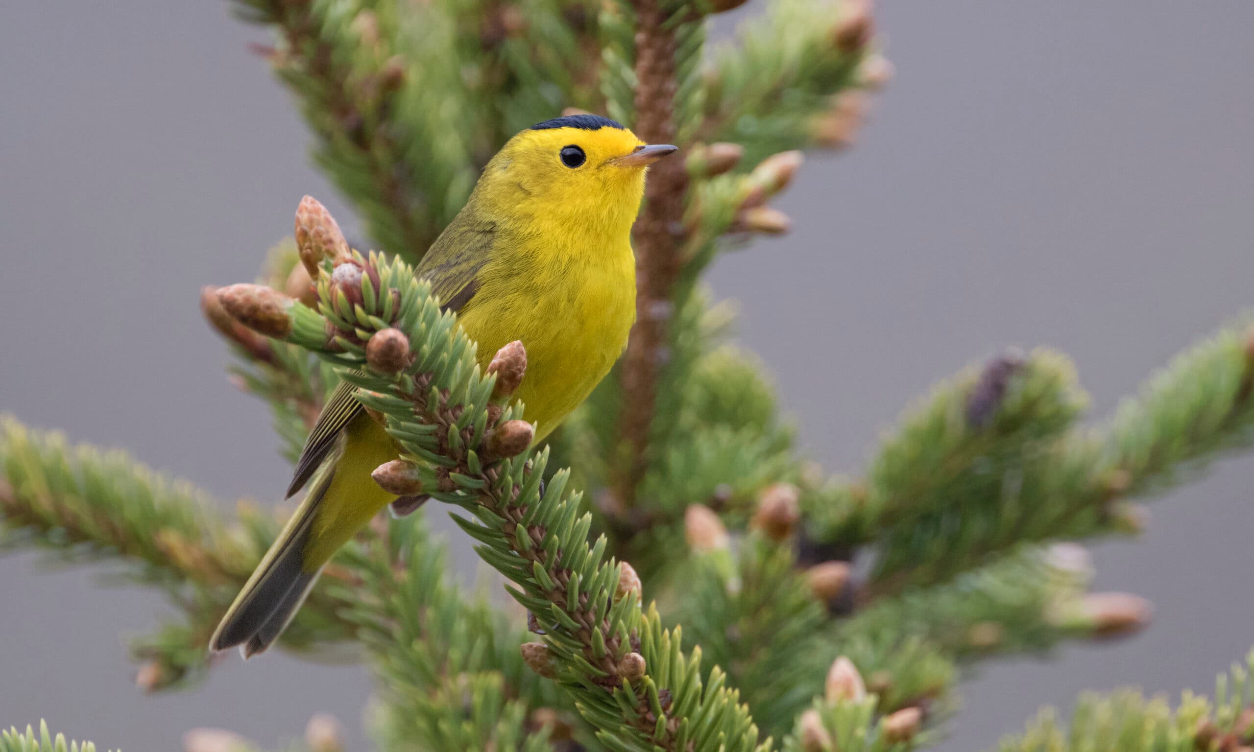 More than a decade of observation in Seattle suburbs shows where sensitive bird species won’t go