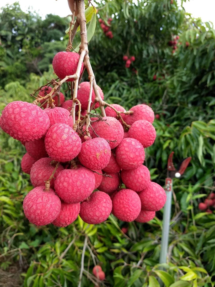 Everything You Need To Know About Lychee in Hawaiʻi