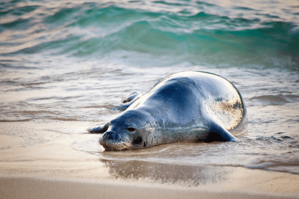 Celebrating World Ocean Month in Hawaiʻi