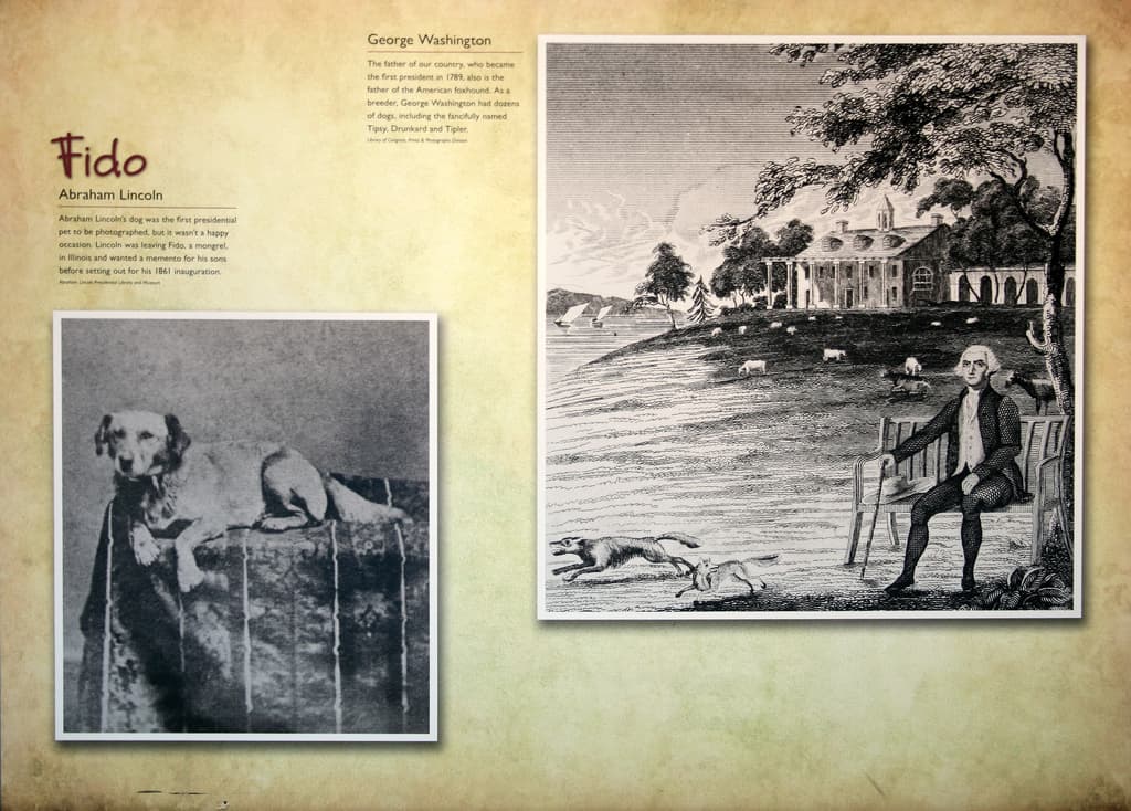 A Presidential Companion: Lincoln’s Beloved Fido and the Dawn of Canine Portraits